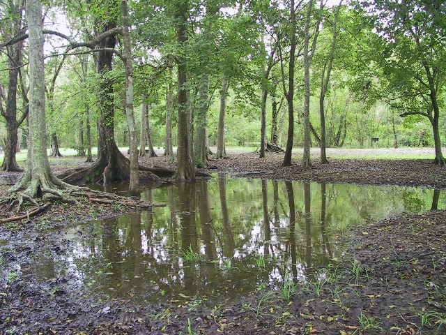sagesse-poetique-au-bayou sagesse-poetique-au-bayou